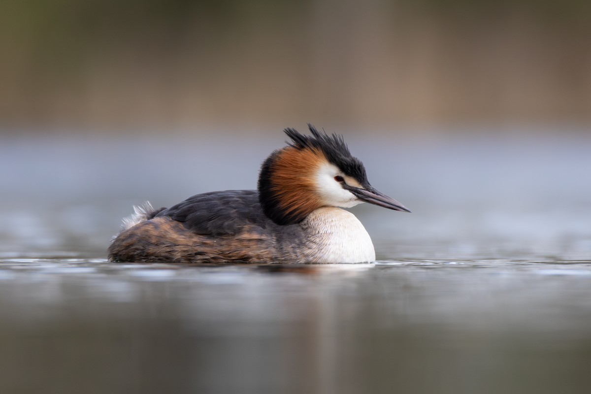 Great Crested Grebe - ML616548527