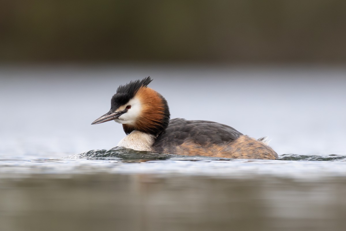 Great Crested Grebe - ML616548528