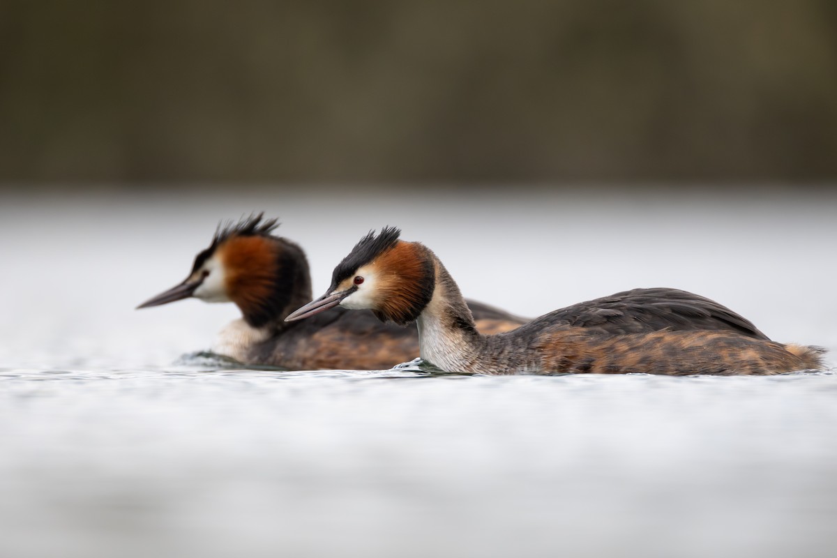 Great Crested Grebe - ML616548529