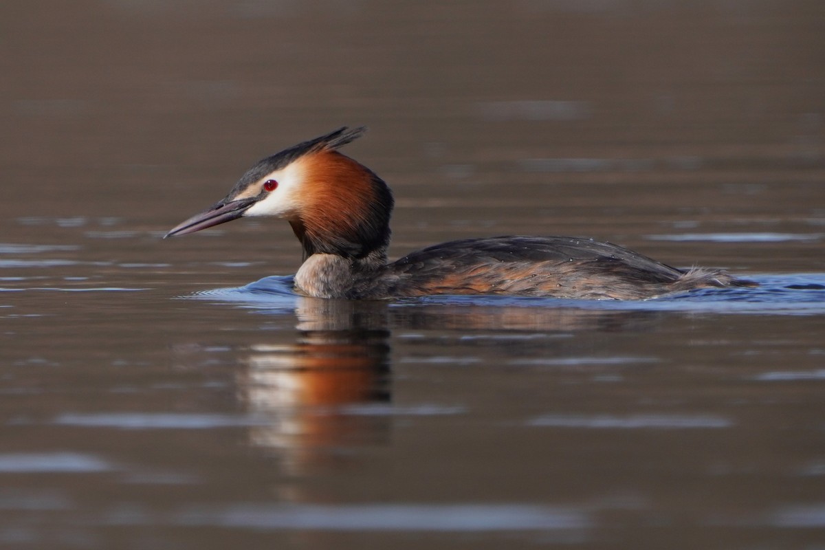 Great Crested Grebe - ML616548533