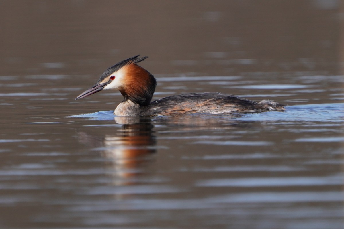 Great Crested Grebe - ML616548534