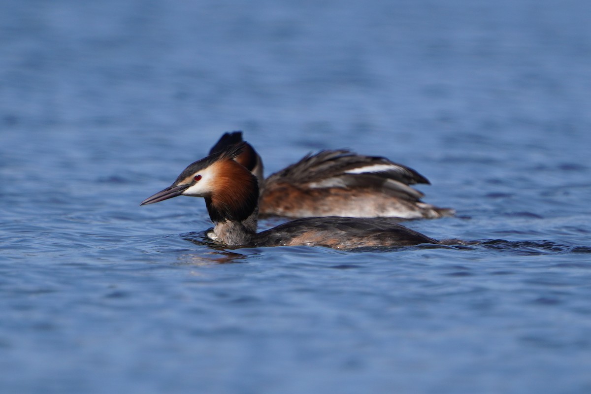 Great Crested Grebe - ML616548535