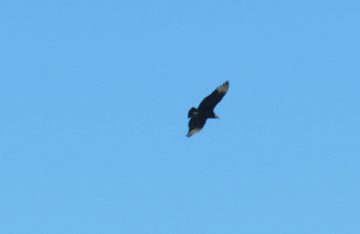 Black Vulture - ML616548597
