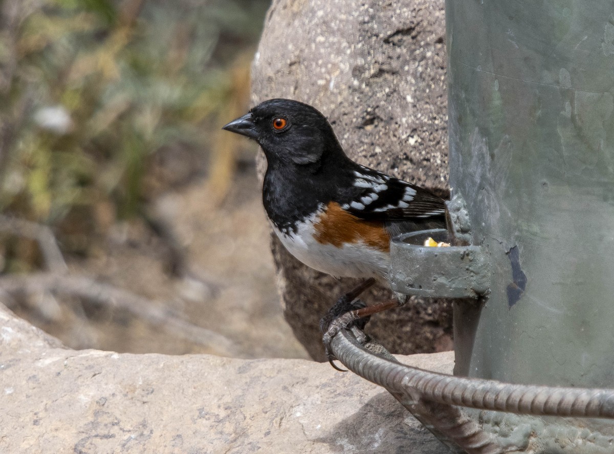 Spotted Towhee - ML616548610