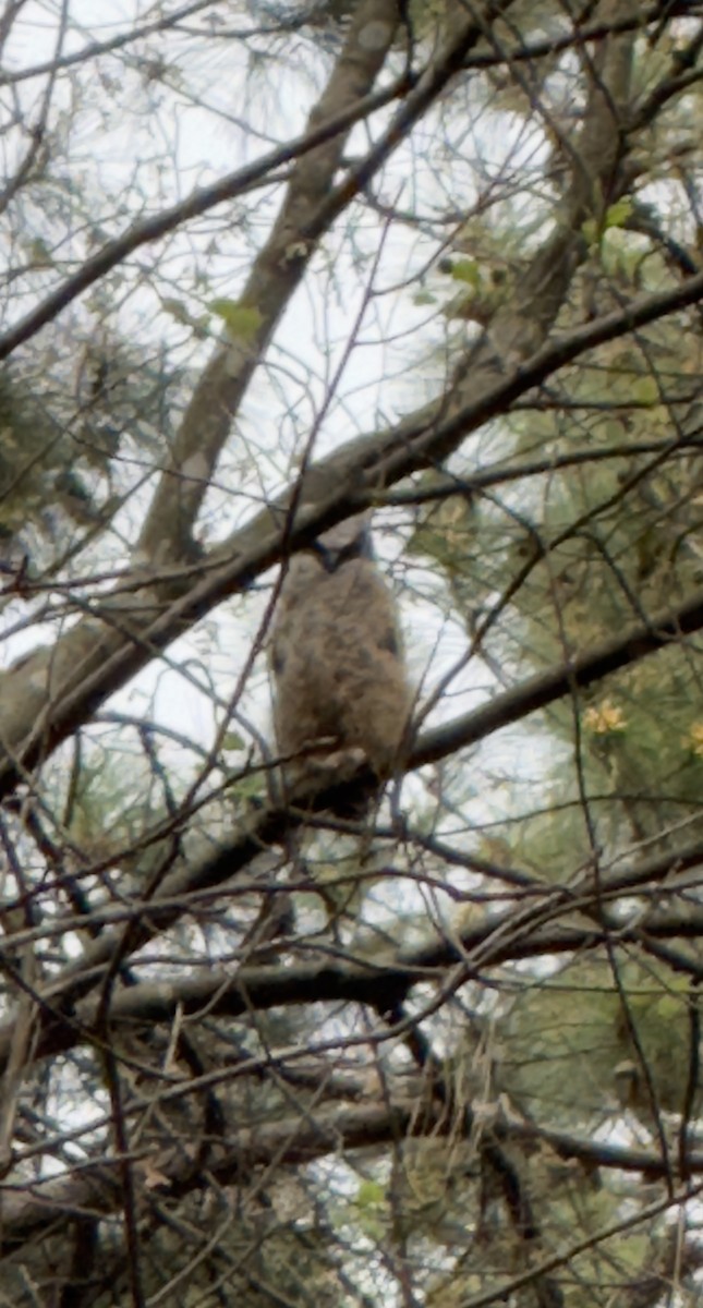Great Horned Owl - ML616548619