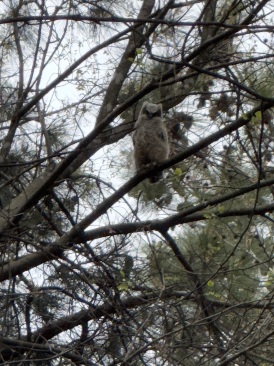 Great Horned Owl - ML616548621