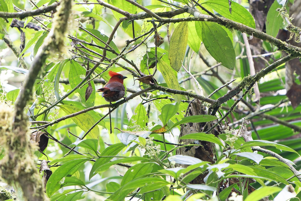 Crested Ant-Tanager - ML616548667