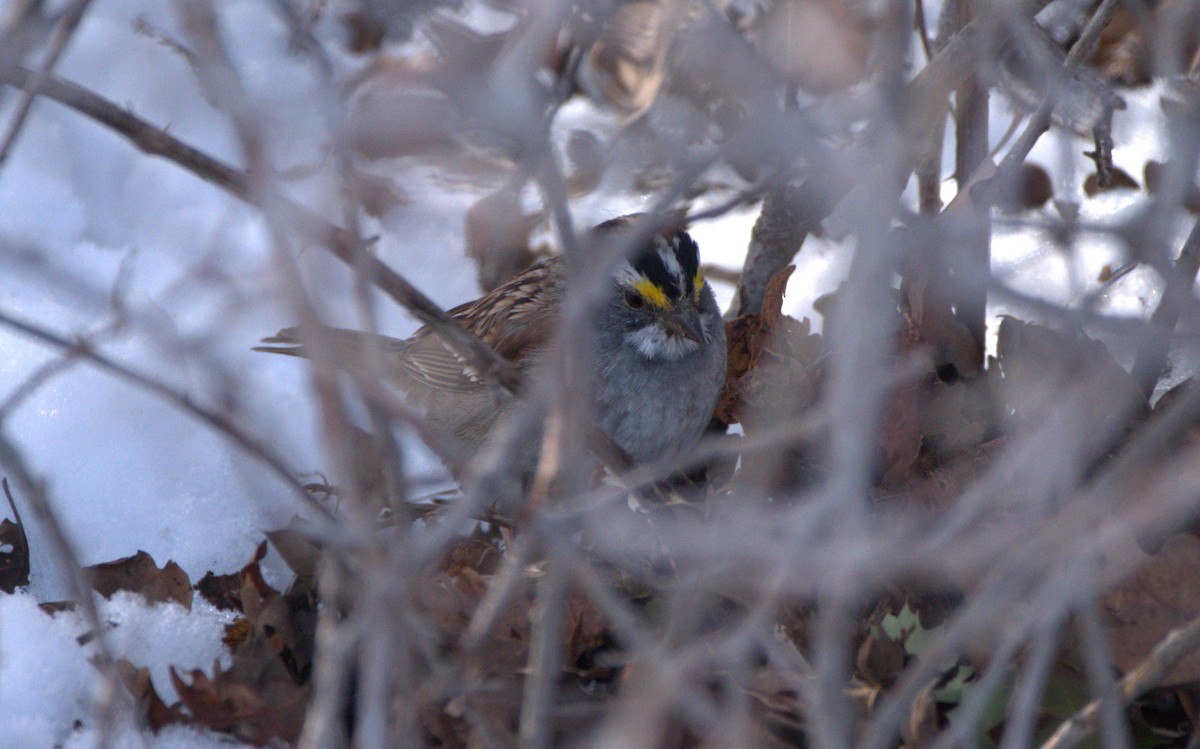 White-throated Sparrow - ML616548748