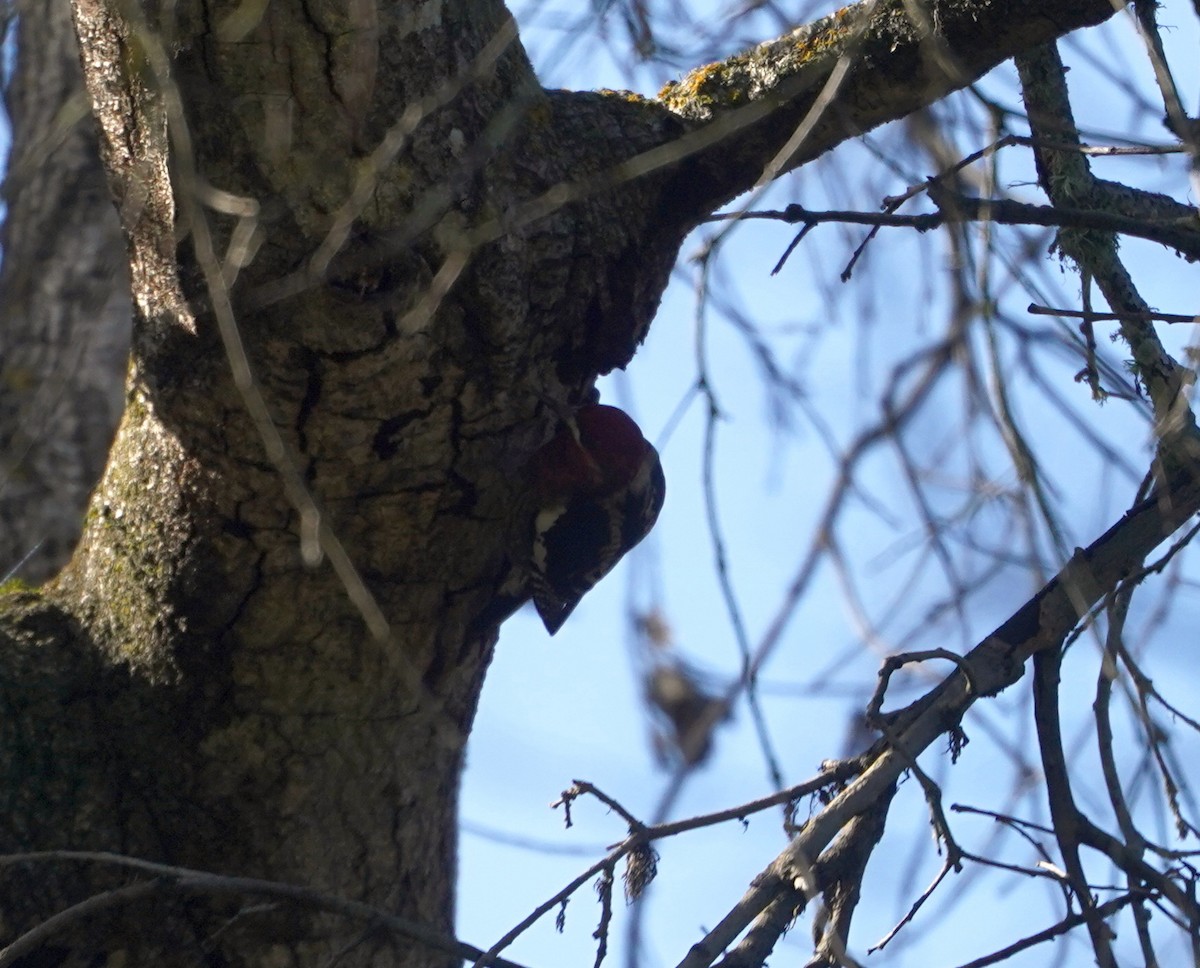 Red-breasted Sapsucker - ML616548790