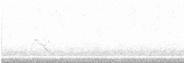 Canard siffleur - ML616548862
