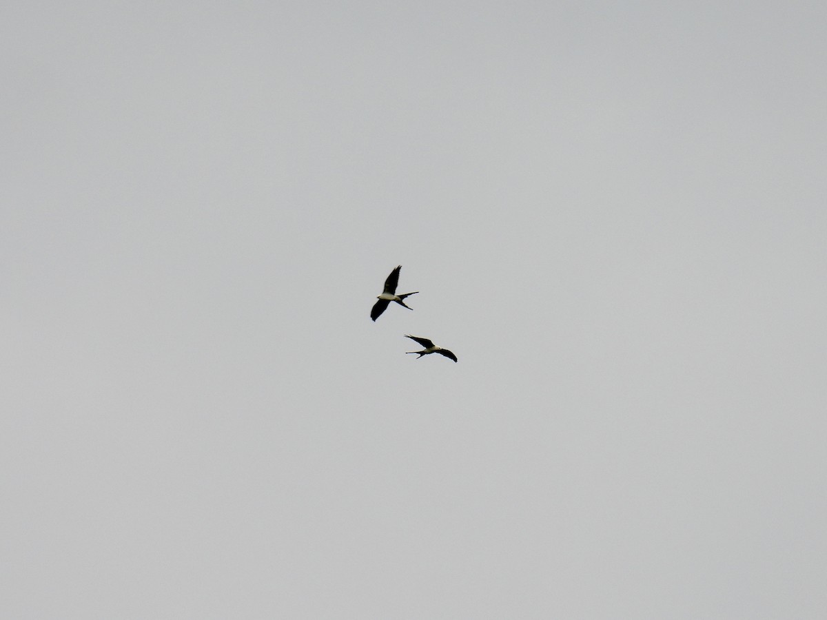 Swallow-tailed Kite - ML616548863