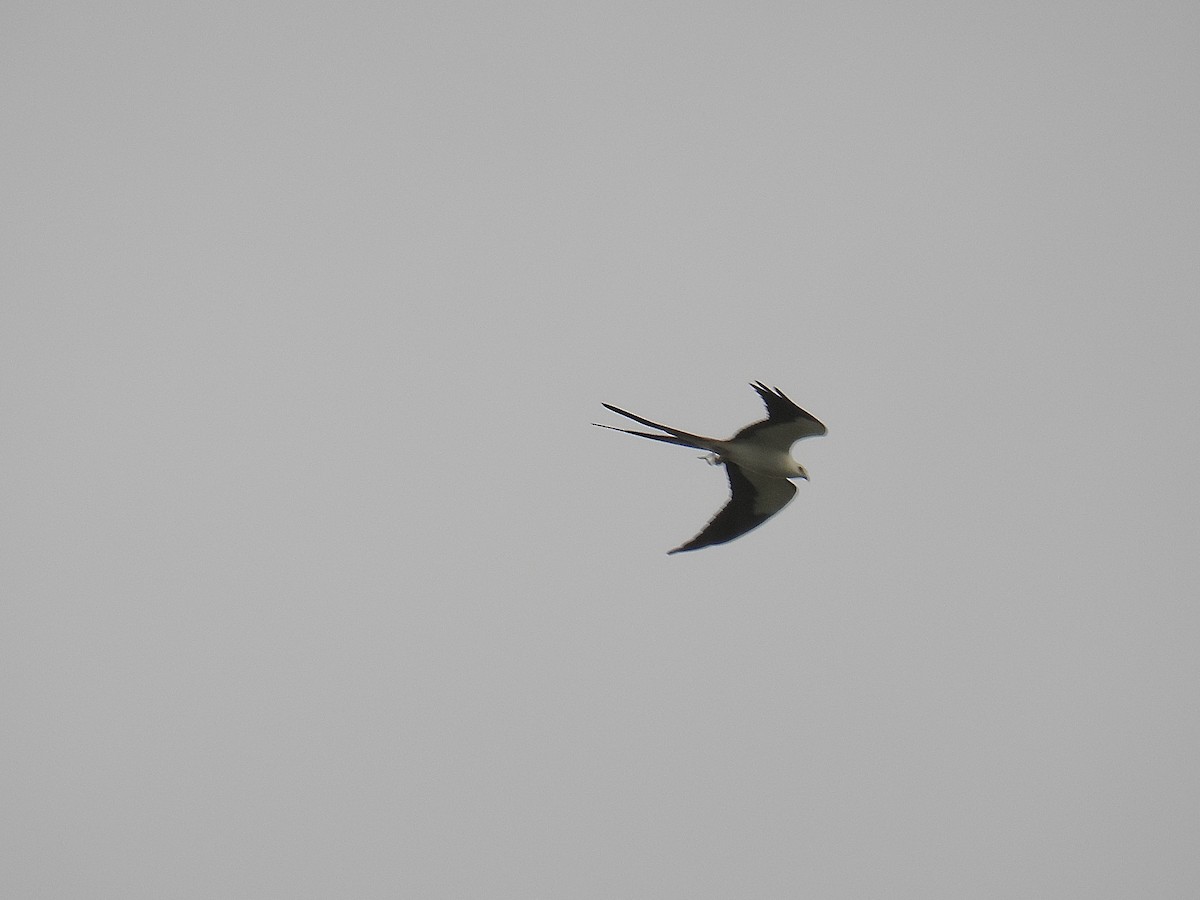 Swallow-tailed Kite - ML616548864