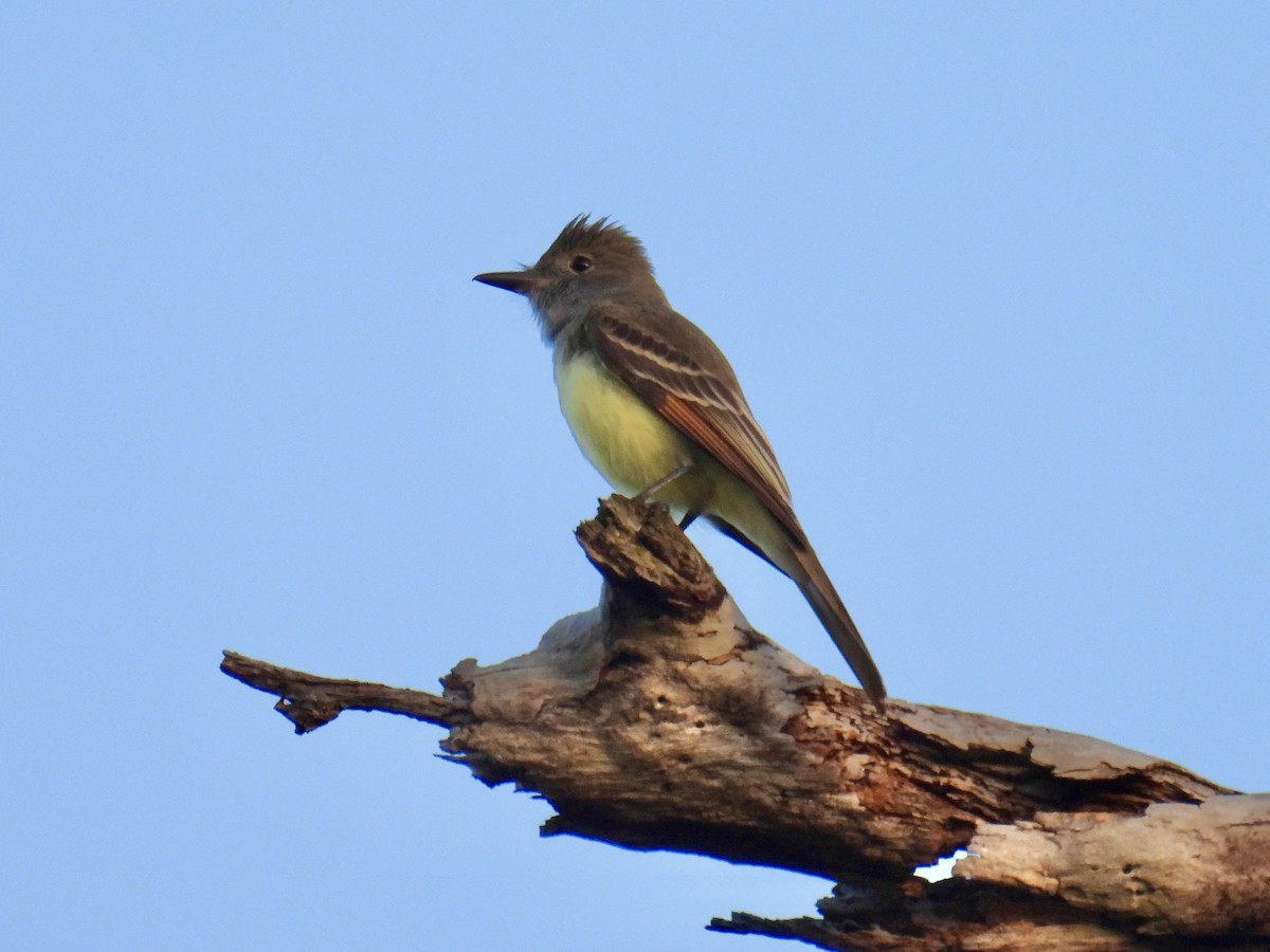 Great Crested Flycatcher - ML616548867