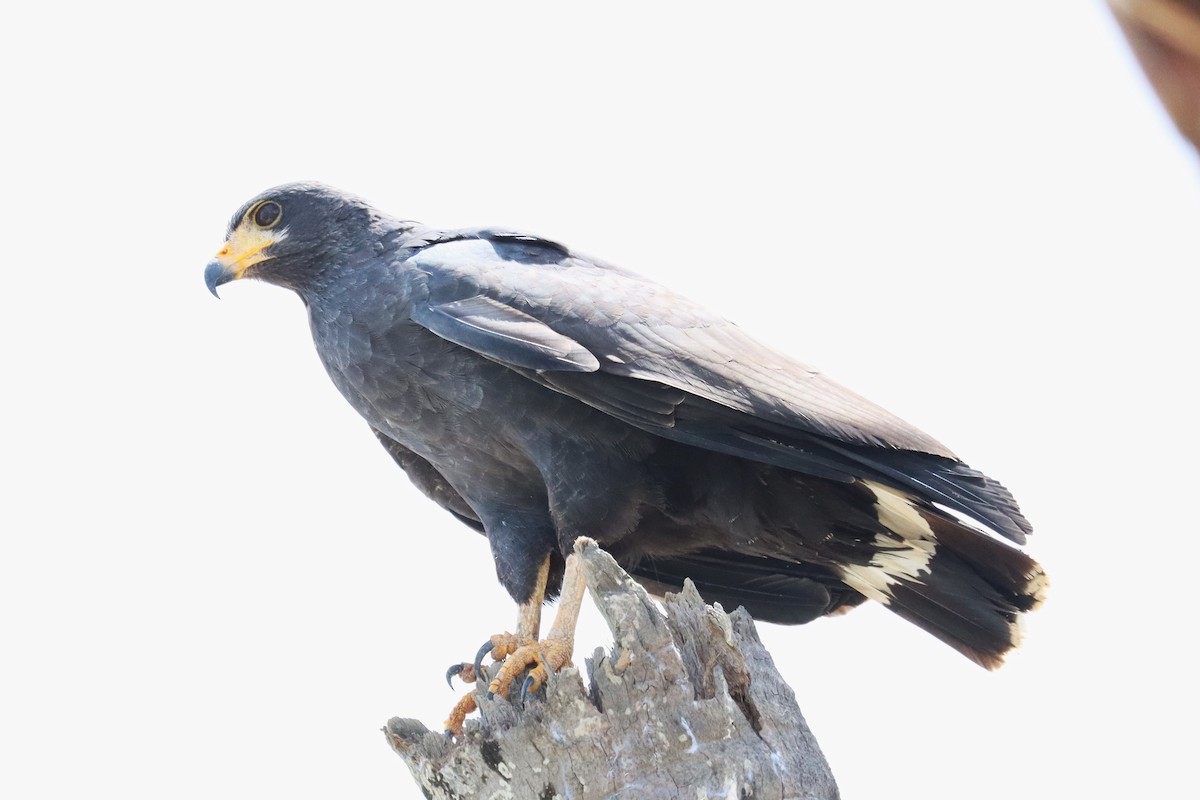 Common Black Hawk - Subodh Ghonge