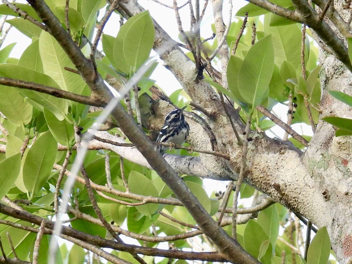 Black-and-white Warbler - ML616548921