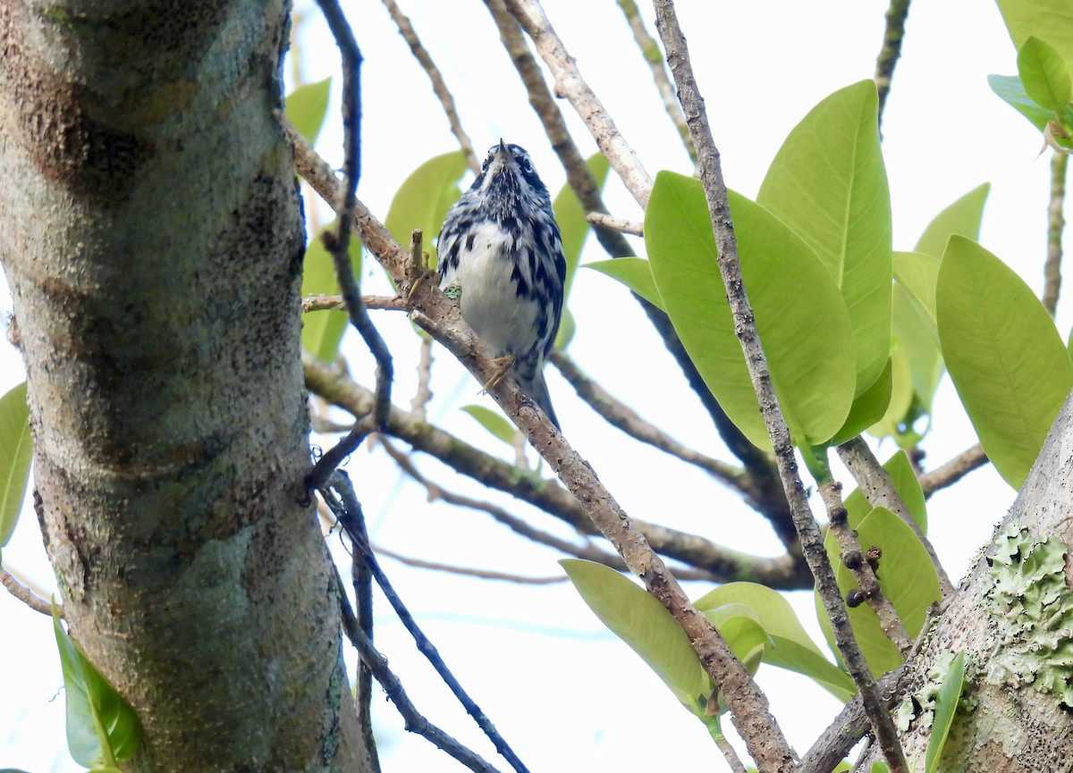Black-and-white Warbler - ML616548922