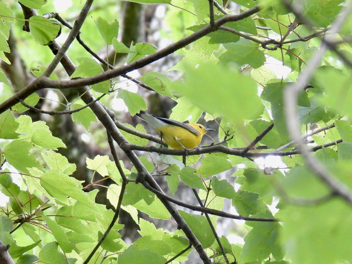 Prothonotary Warbler - ML616548924