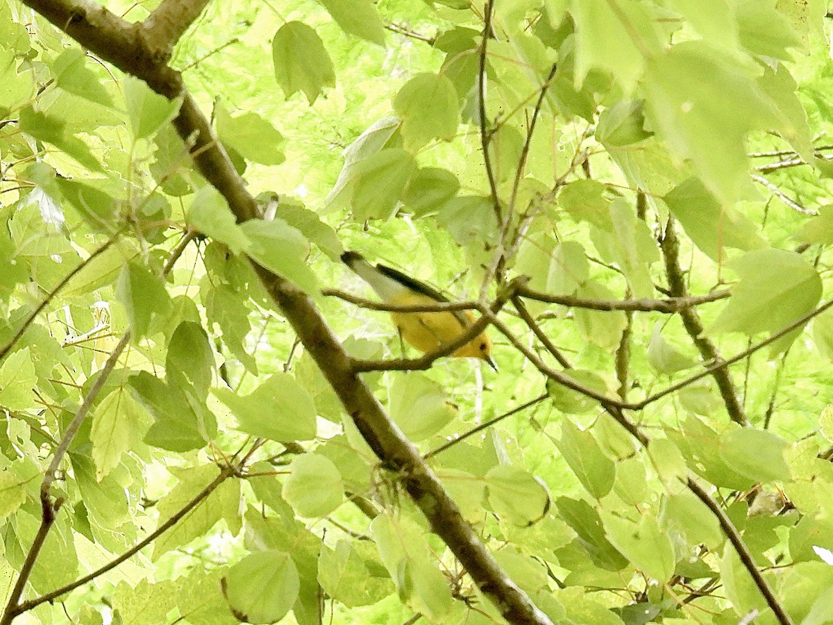 Prothonotary Warbler - ML616548925