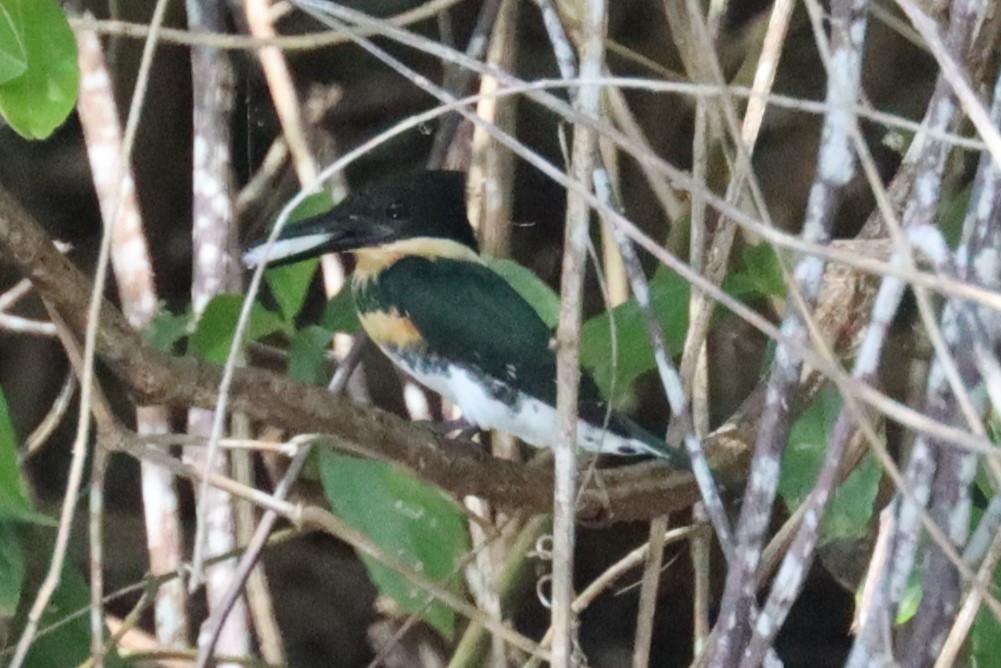 Green Kingfisher - Subodh Ghonge
