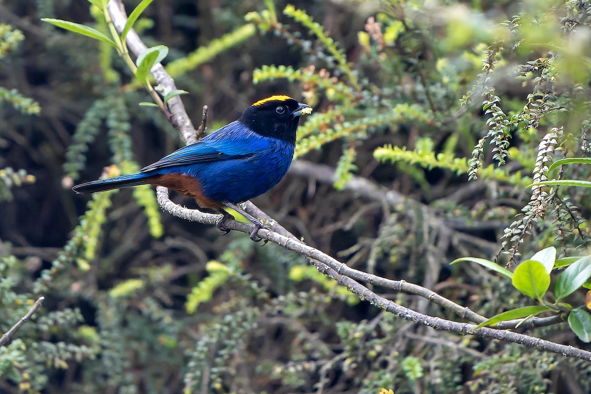 Golden-crowned Tanager - ML616549018