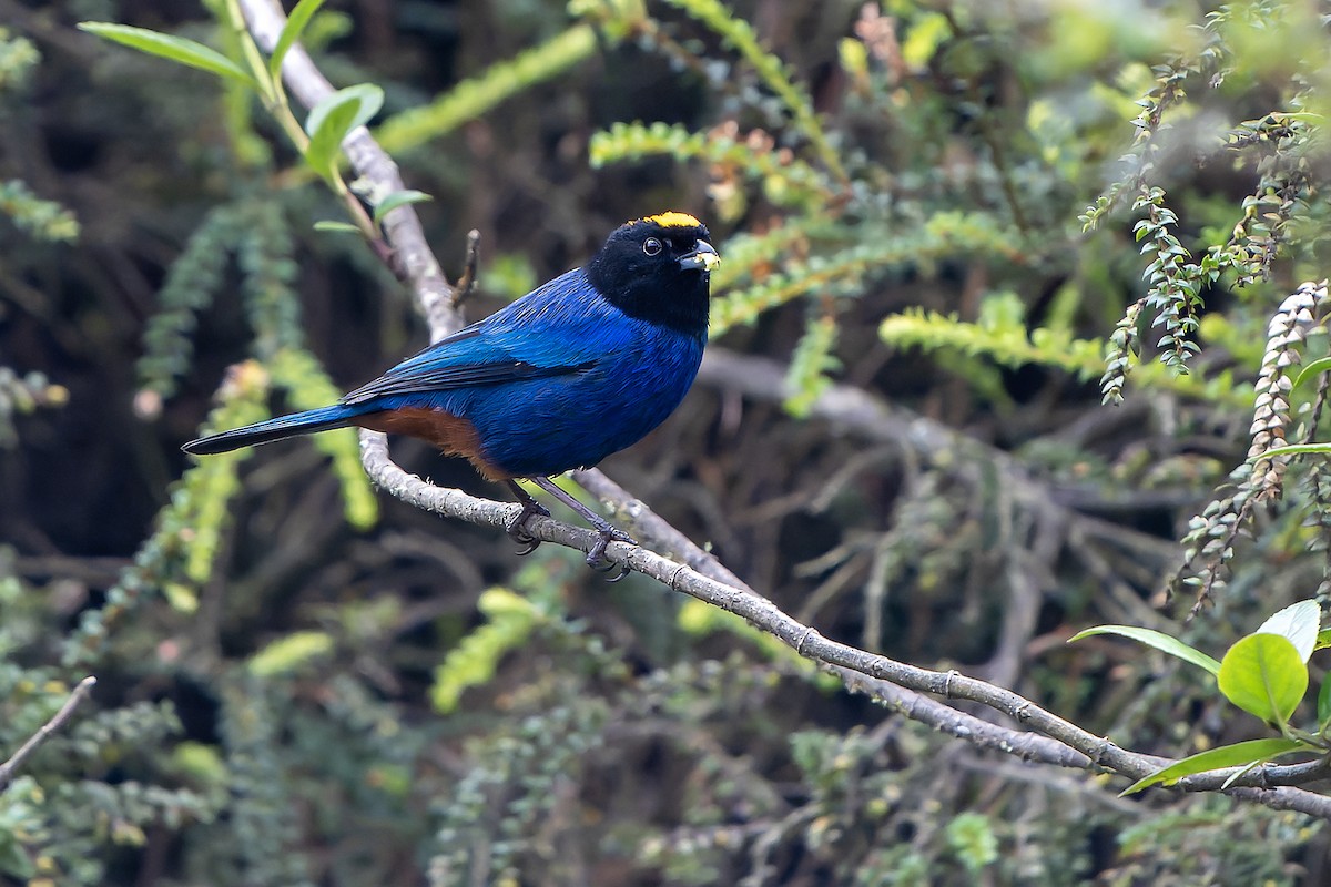 Golden-crowned Tanager - ML616549019
