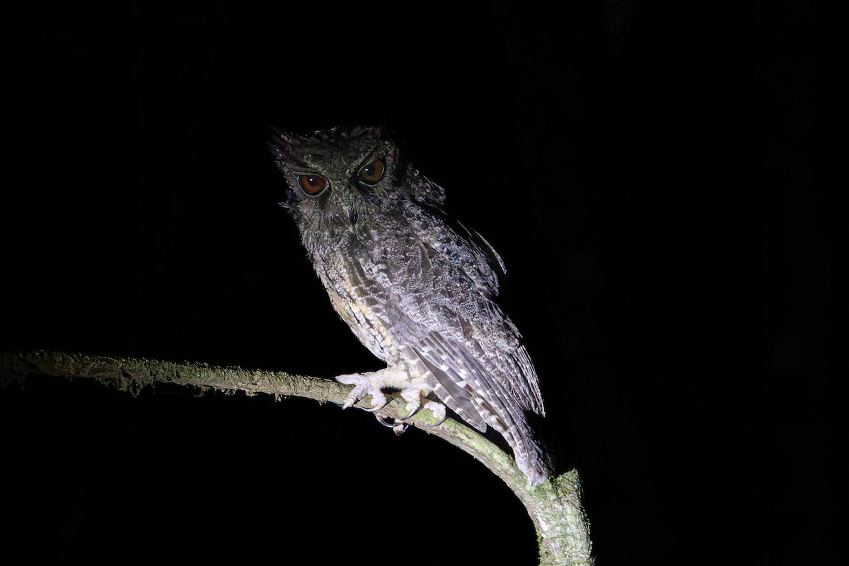 Tawny-bellied Screech-Owl - ML616549101