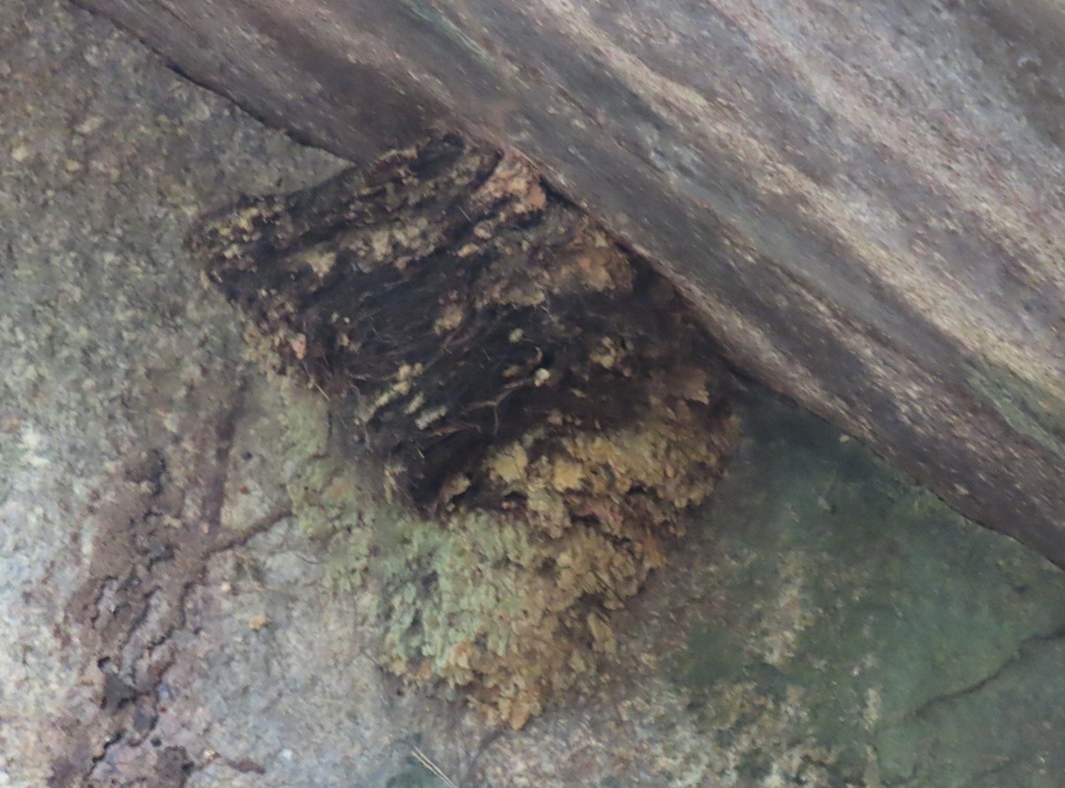 Гвианский скальный петушок - ML616549147