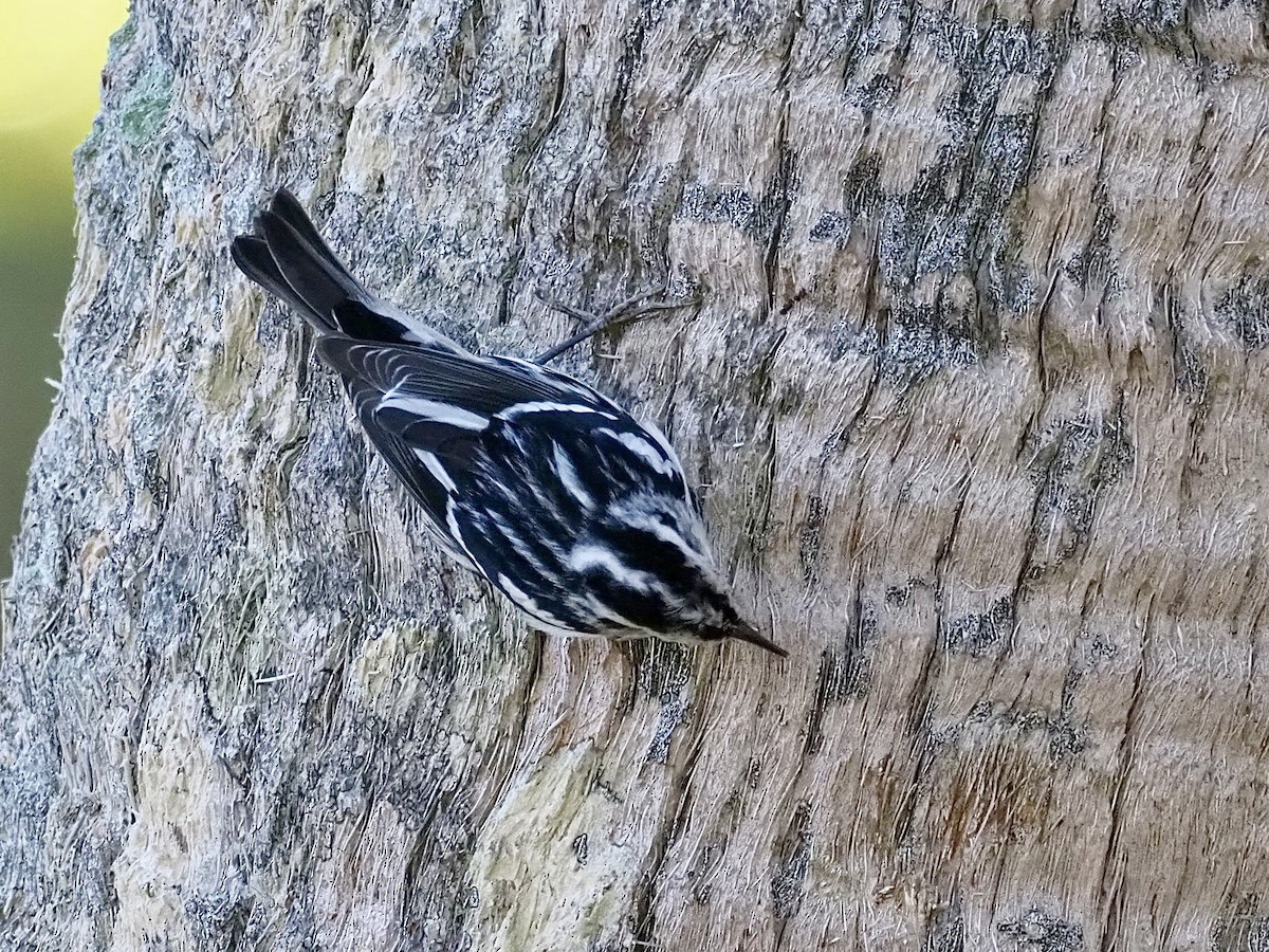 Black-and-white Warbler - ML616549179