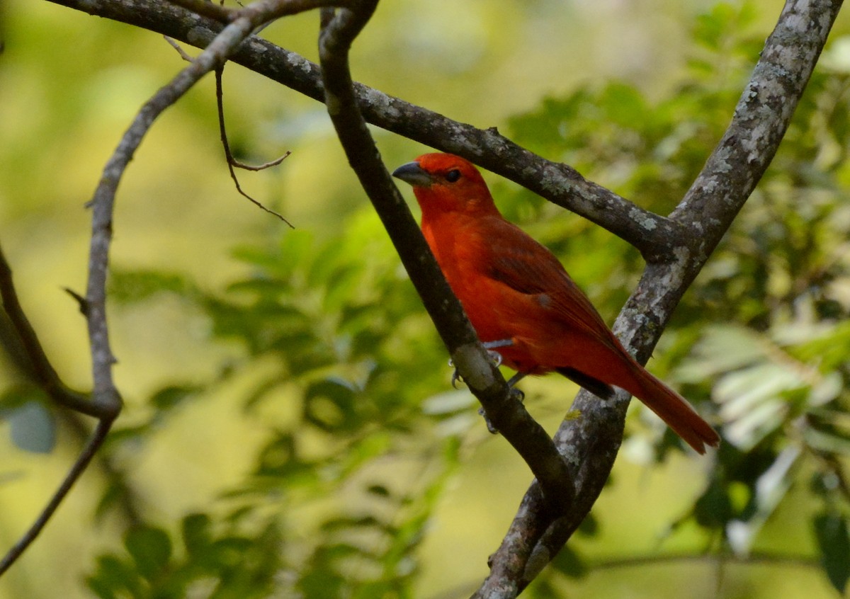 Hepatic Tanager (Lowland) - ML616549371