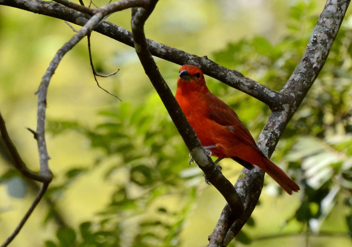 Hepatic Tanager (Lowland) - ML616549372