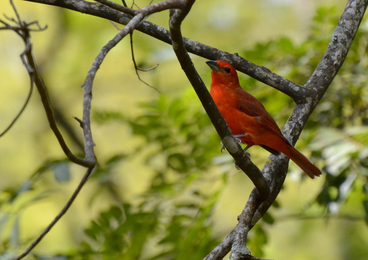 Hepatic Tanager (Lowland) - ML616549373