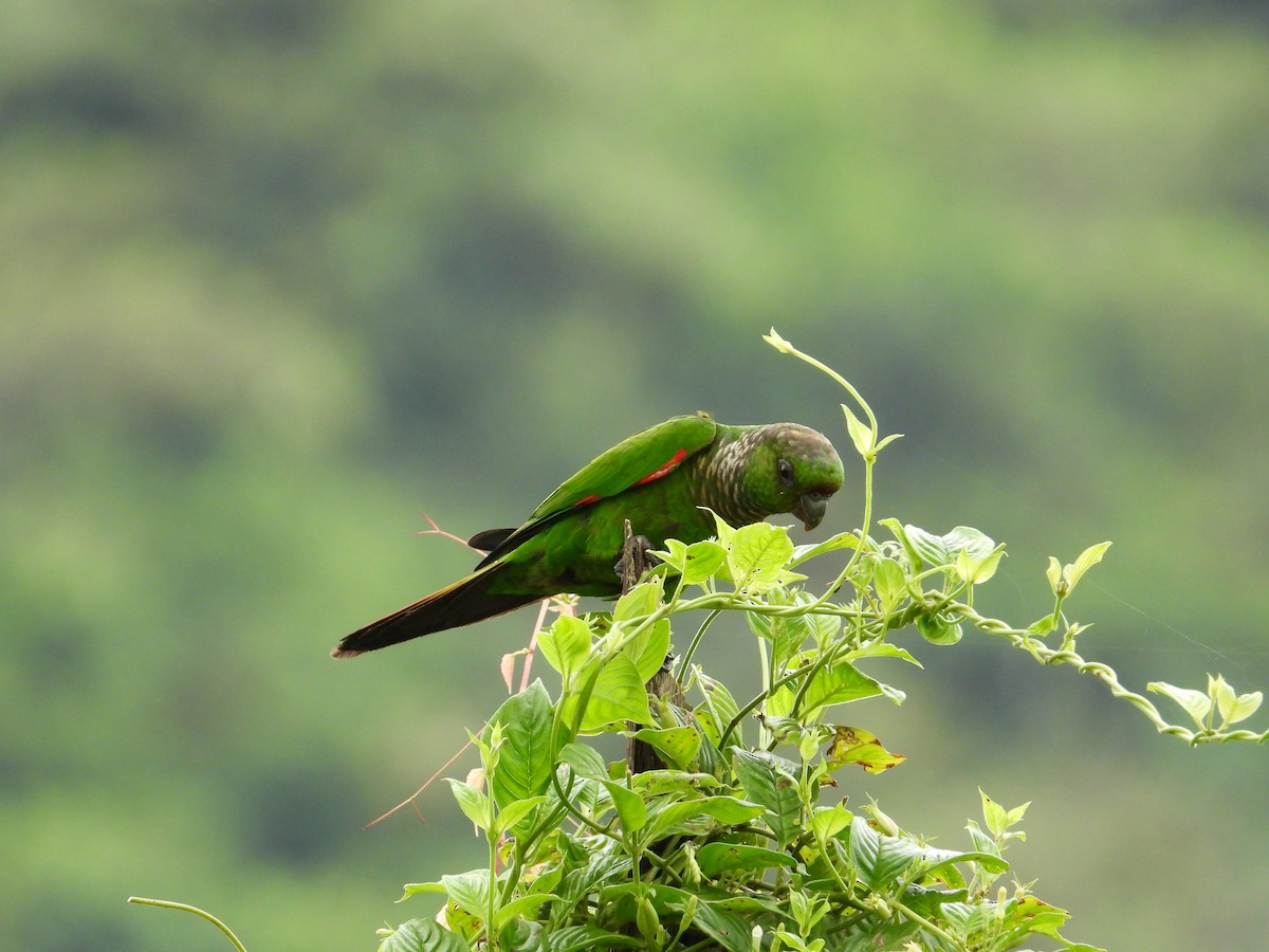 Maroon-tailed Parakeet - Francisco Sornoza