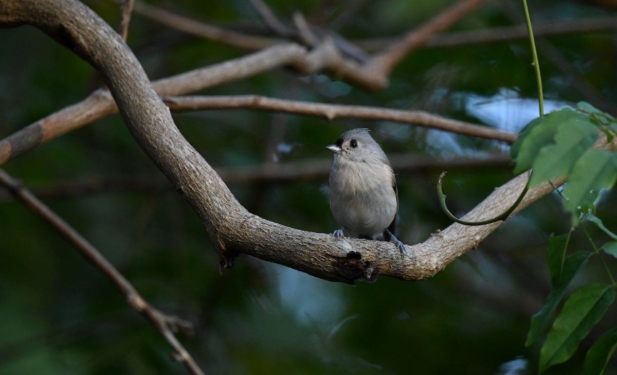 Tufted Titmouse - Sze On Ng (Aaron)