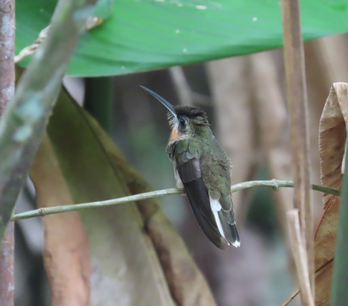 Pale-tailed Barbthroat - ML616549475