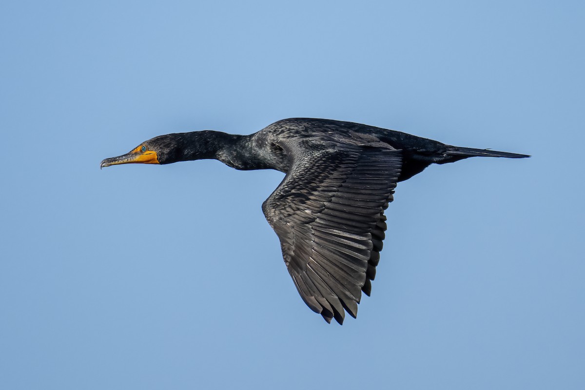 Double-crested Cormorant - Peter Hawrylyshyn