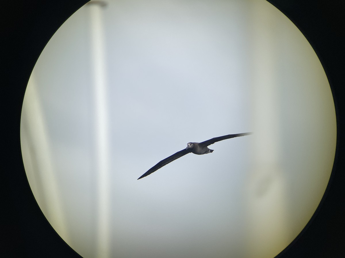 Black-footed Albatross - ML616549512