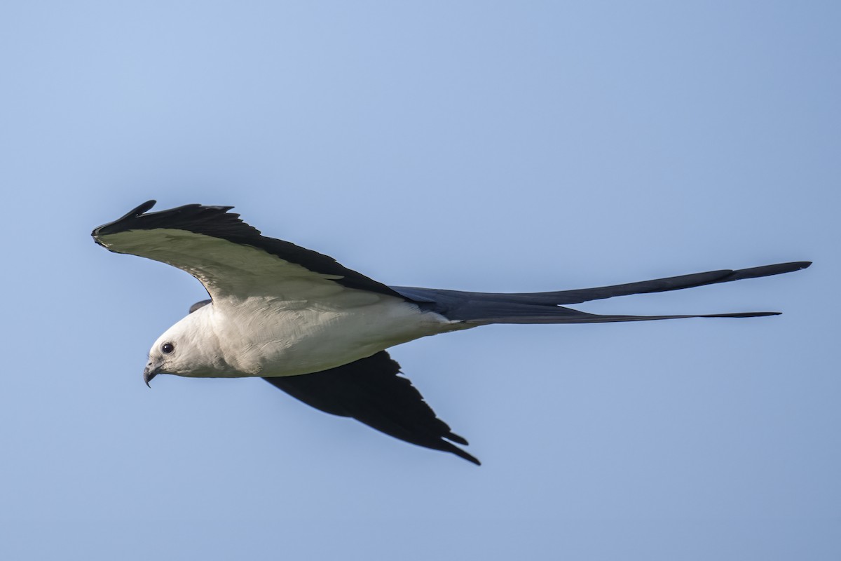 Swallow-tailed Kite - ML616549515