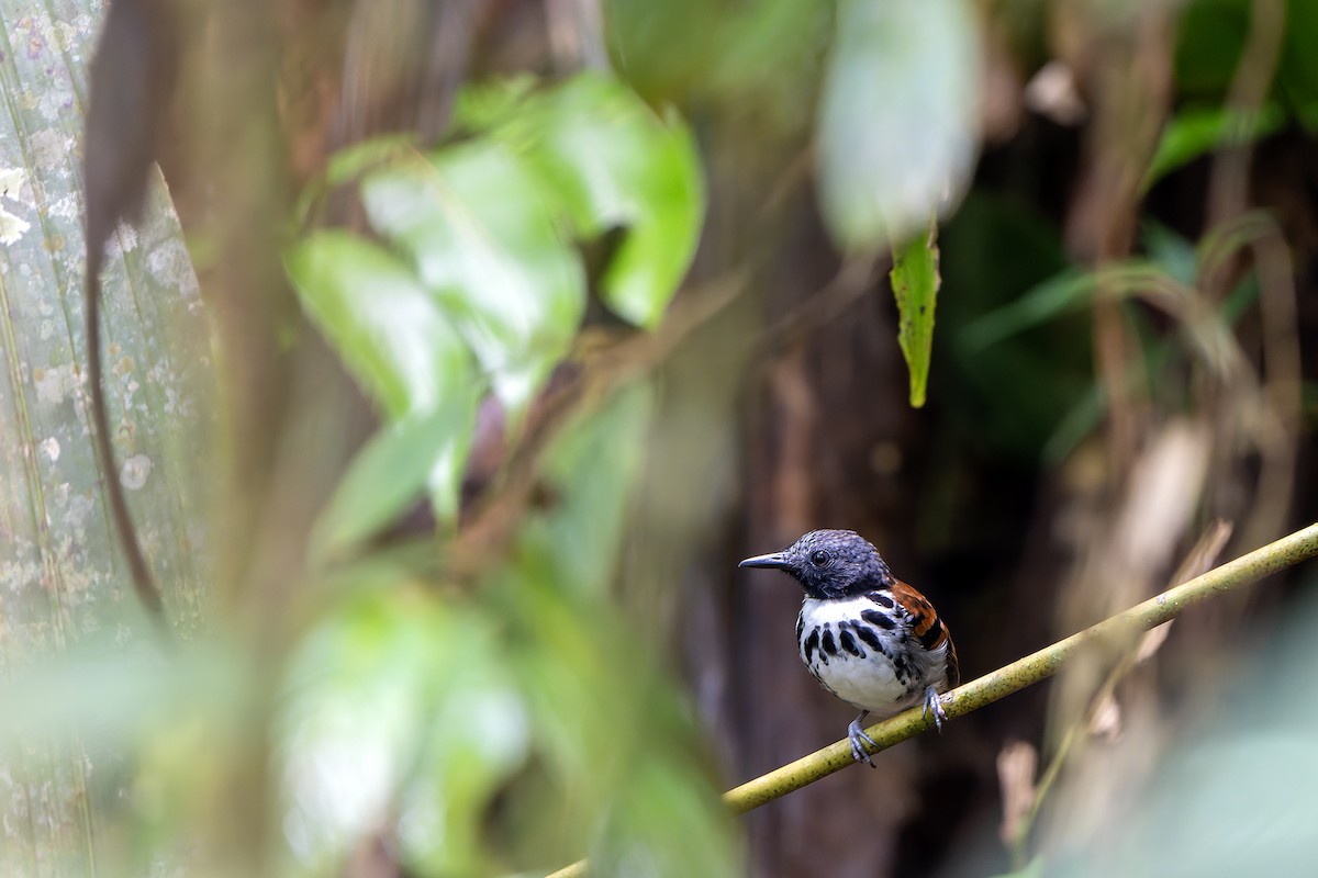 Spotted Antbird - ML616549533