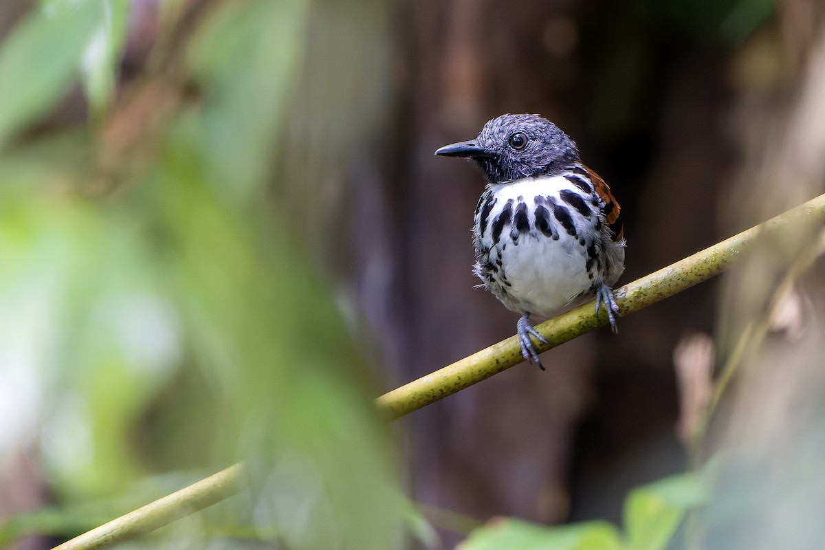 Spotted Antbird - Daniel López-Velasco | Ornis Birding Expeditions