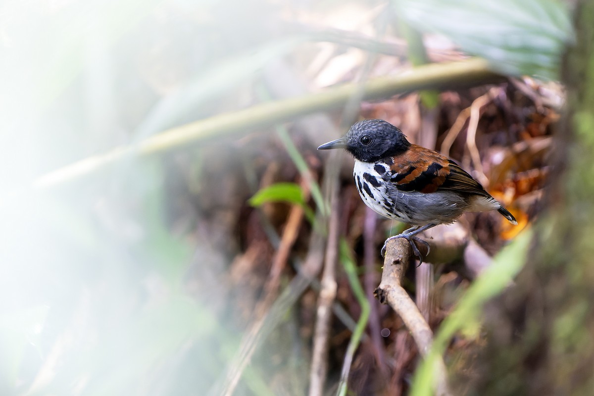 Spotted Antbird - Daniel López-Velasco | Ornis Birding Expeditions