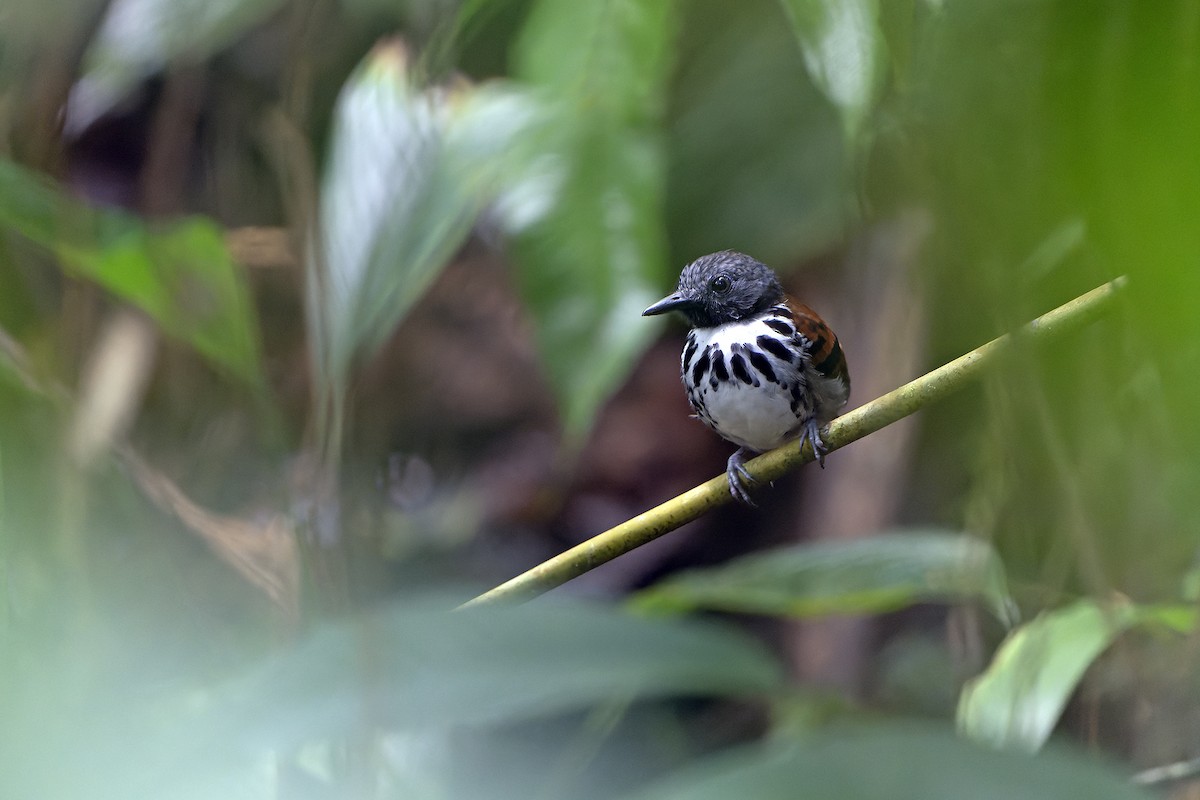 Spotted Antbird - ML616549537