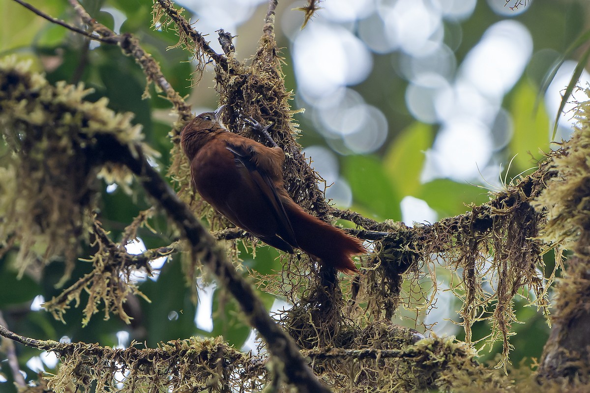 Fulvous-dotted Treerunner - ML616549558