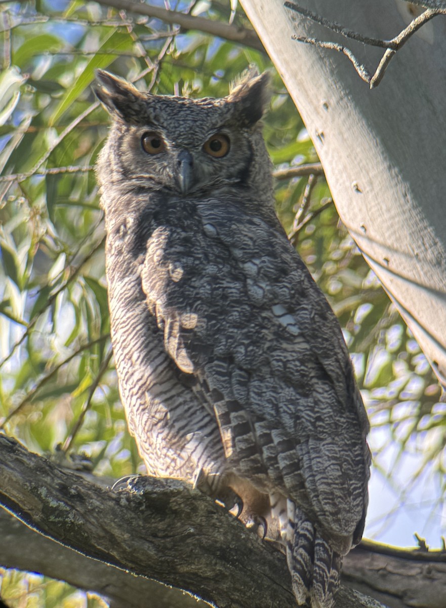 Great Horned Owl - Jo Drummond
