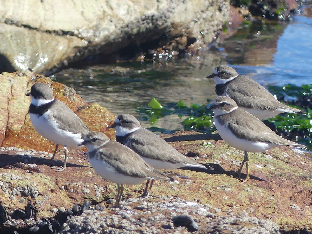 Semipalmated Plover - ML616549742