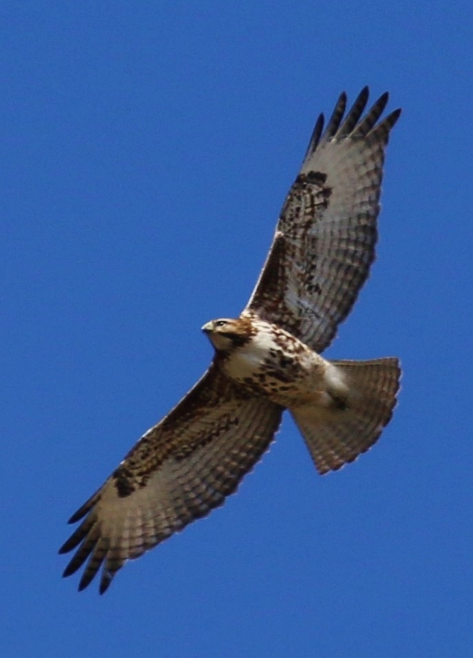Red-tailed Hawk (calurus/alascensis) - Debby Parker