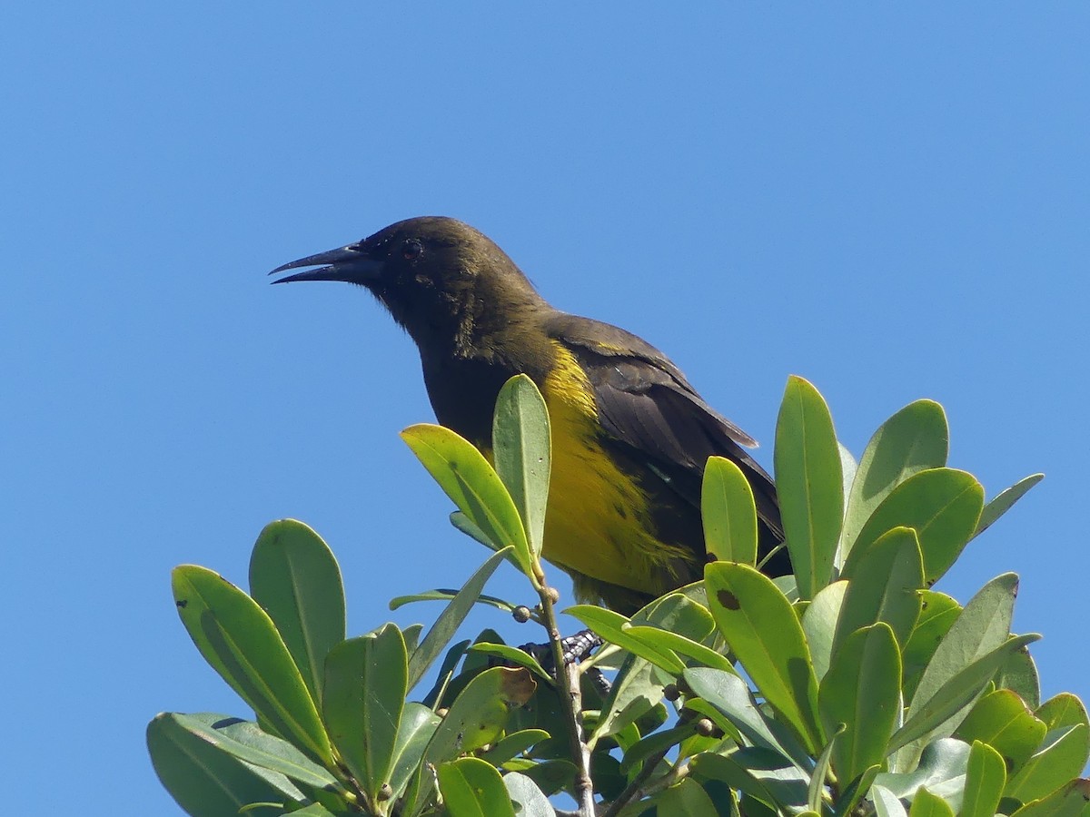 Brown-and-yellow Marshbird - ML616549884