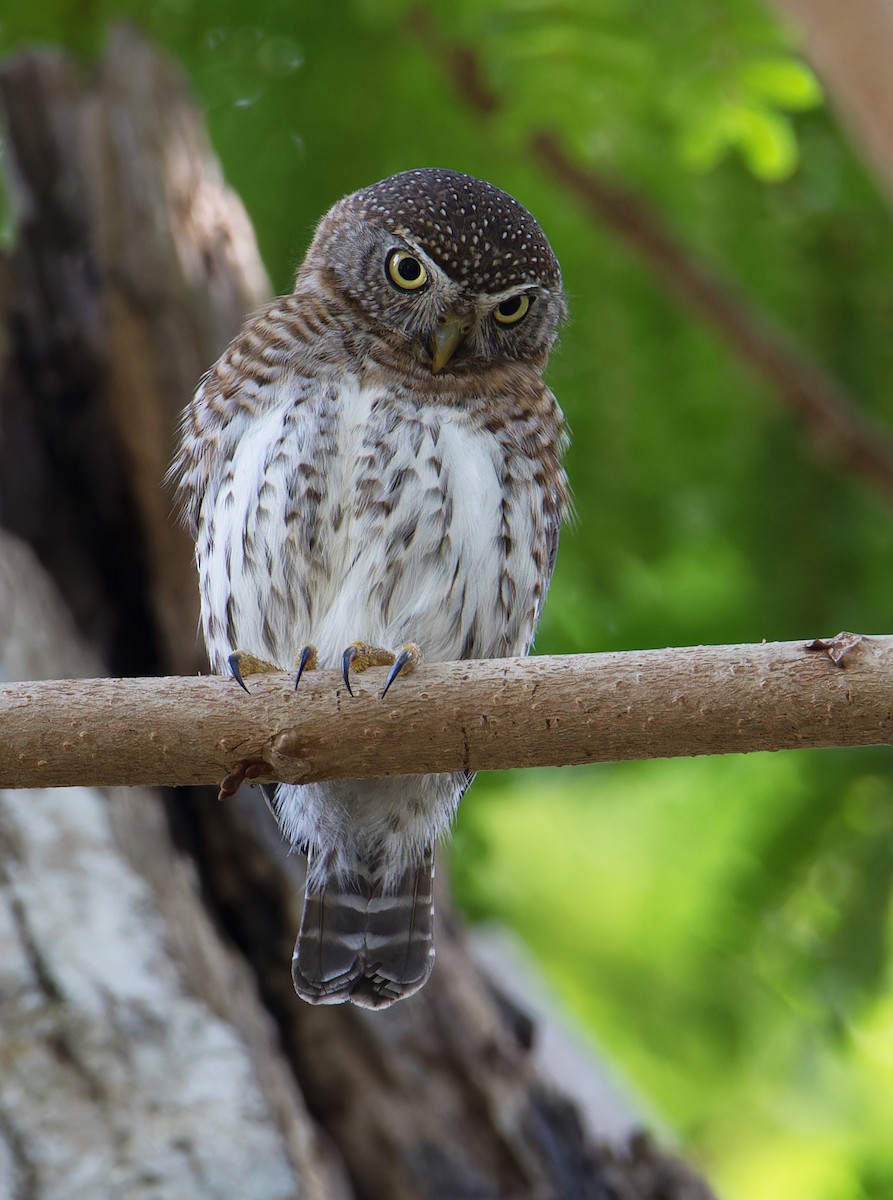 Cuban Pygmy-Owl - ML616549890