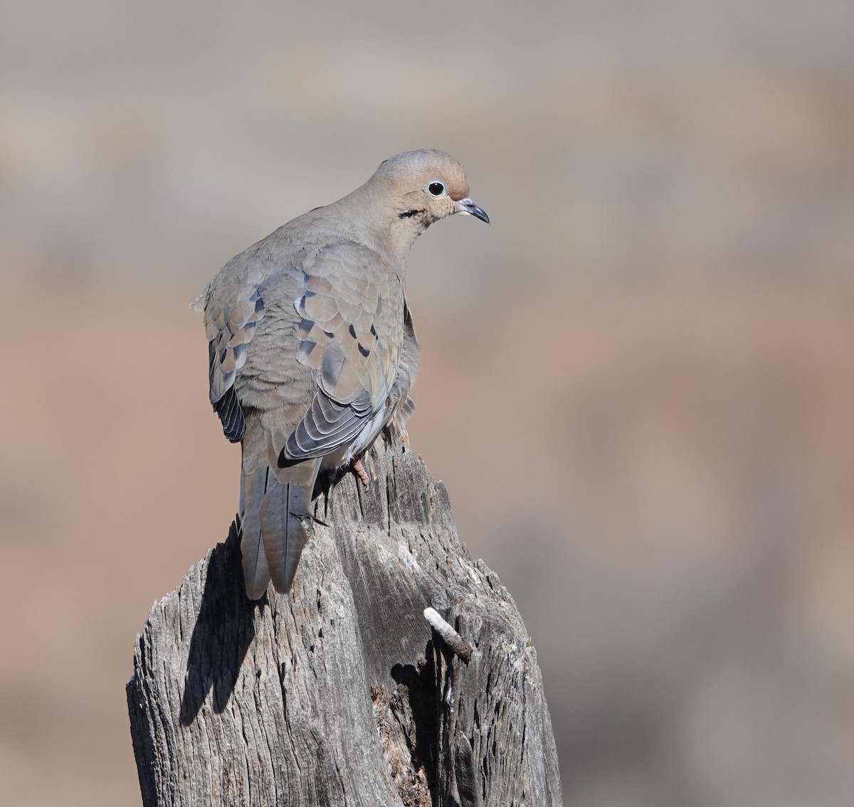 Mourning Dove - Rene Laubach