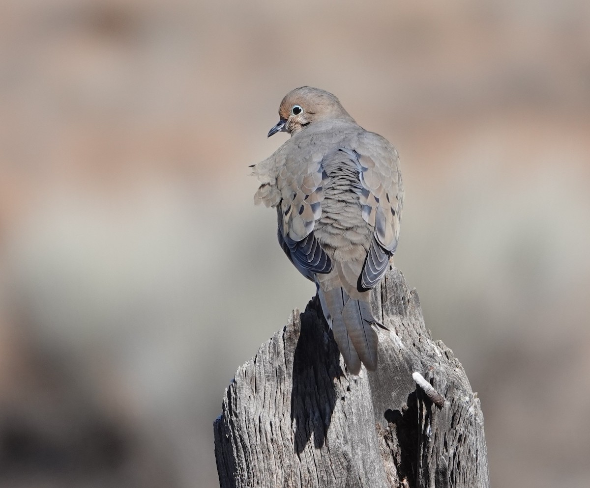 Mourning Dove - Rene Laubach