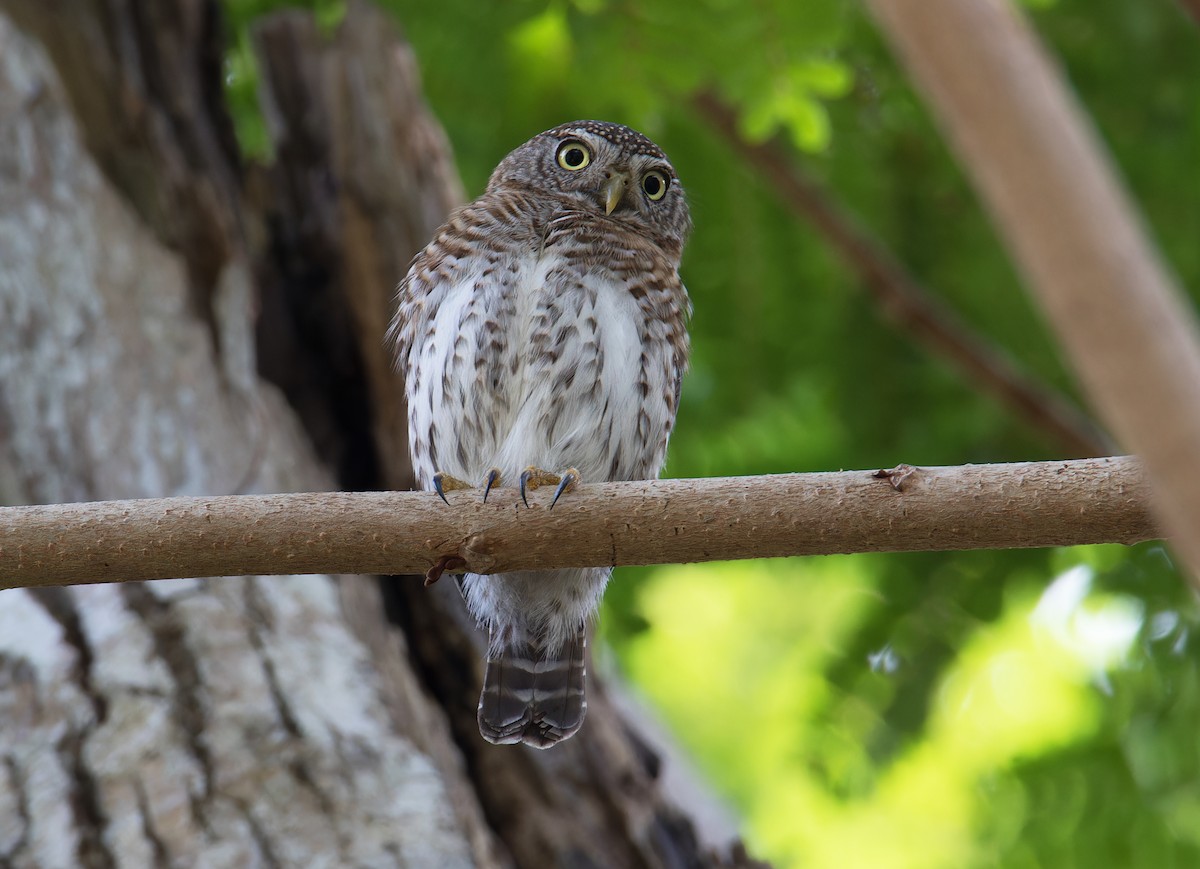 Cuban Pygmy-Owl - ML616549998